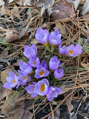 Crocus atticus