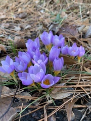 Crocus atticus