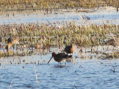 Limosa limosa