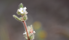 Plagiobothrys myosotoides
