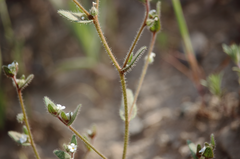 Plagiobothrys myosotoides