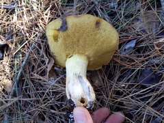 Suillus quiescens