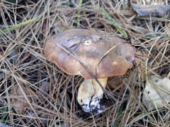 Suillus quiescens