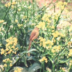 Prinia inornata
