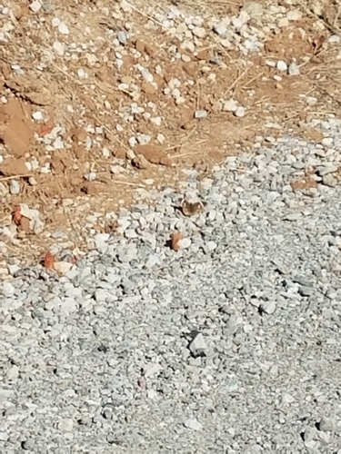 iNaturalist observation photo of Gray Buckeye