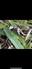 Heraclides cresphontes