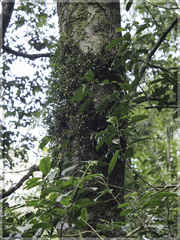 Pholidota cantonensis