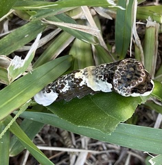 Heraclides cresphontes