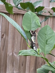 Heraclides cresphontes