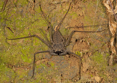 Paraphrynus laevifrons