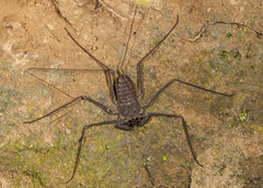 Paraphrynus laevifrons