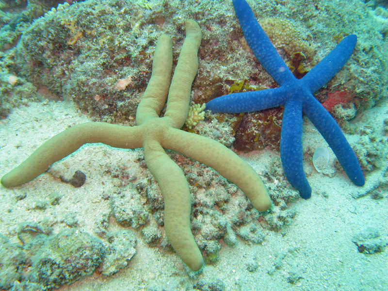 Linckia