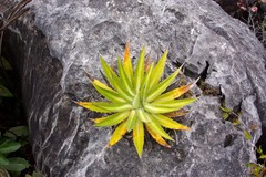Agave funkiana
