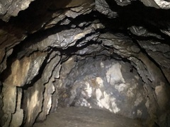 Hipposideros armiger terasensis