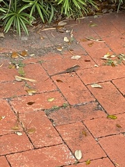 Anolis sagrei