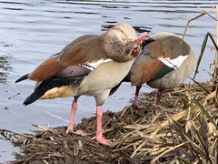 Alopochen aegyptiaca