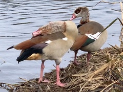 Alopochen aegyptiaca