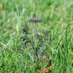Daucus carota gummifer