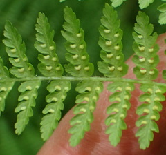 Hypolepis sparsisora