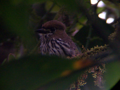 Micromonacha lanceolata