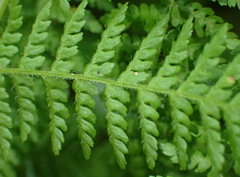 Hypolepis sparsisora