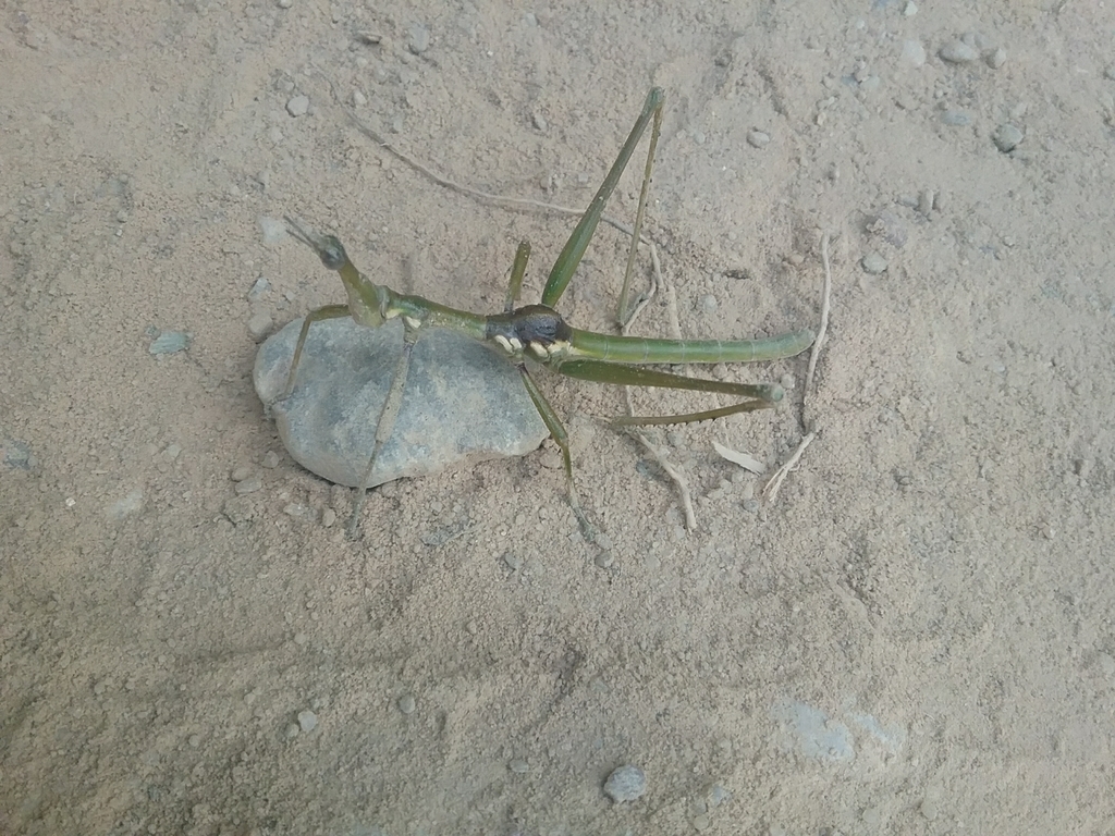 Stiphra gibbosa