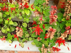 Salvia