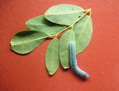 Leptophobia