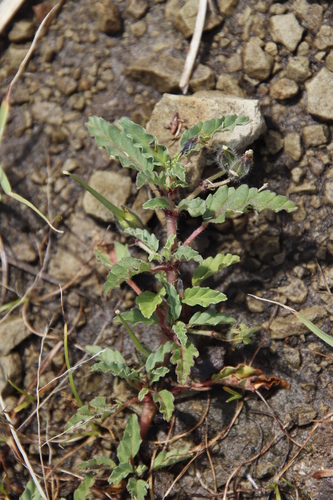 Monsonia brevirostrata