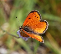Lycaena clarki