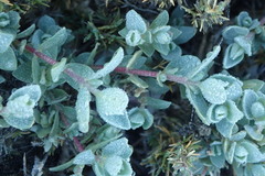 Atriplex watsonii