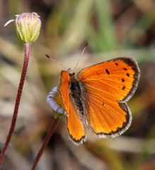 Lycaena clarki