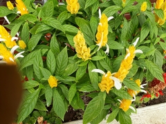 Pachystachys lutea