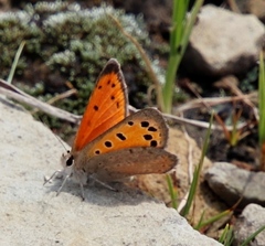 Lycaena clarki
