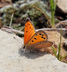 Lycaena clarki