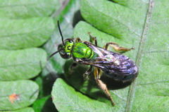 Pseudaugochlora