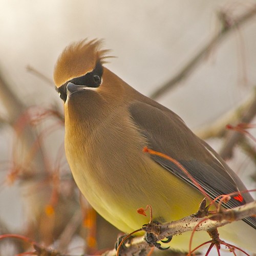 Cedar Waxwing photographed in New Hampshire