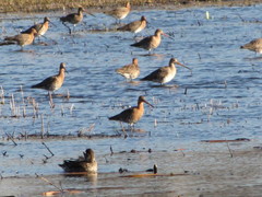 Limosa limosa