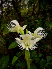 Pecteilis gigantea