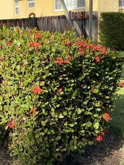 Ixora coccinea