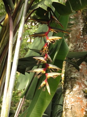 Heliconia griggsiana