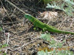 Lacerta agilis exigua