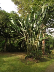 Heliconia griggsiana