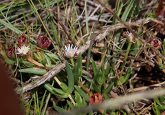 Delosperma crassuloides