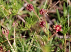 Delosperma crassuloides