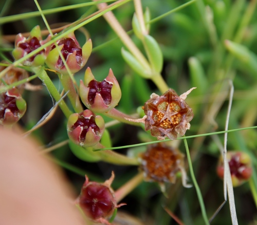 Delosperma crassuloides (Delosperma crassuloides)