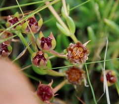 Delosperma crassuloides