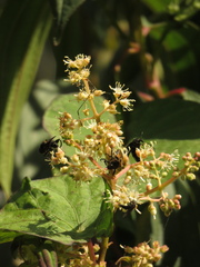 Miconia theizans