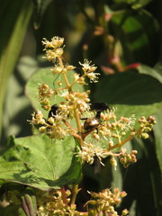 Miconia theizans