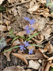 Scilla vindobonensis